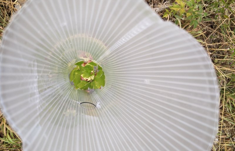 small plant in a tree tube