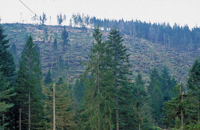 Bei den Baumarten haben die Nadelbaumarten das höchste Sturmschadensrisiko, allen voran die Fichte. Waldkiefer und Lärche zählen zu den stabilsten Nadelbaumarten.