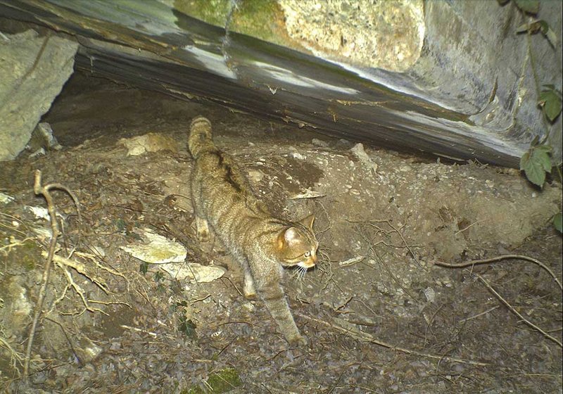 Die typischen Wildkatzenmerkmale wie der Aalstrich und der dicke buschige Schwanz sind auf diesem Wildkamerafoto eindeutig zu erkennen.
