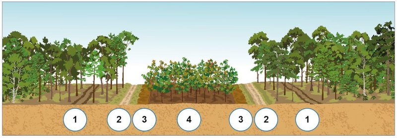 Grafik Bestockter Waldbrandriegel mit zwei Wegen und Riegelwald aus Rot-Eiche