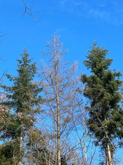 Die mittlere Douglasie mit ersten Schadsymptomen im Juli ist im weiteren Verlauf der Vegetationsperiode bis November 2024 abgestorben.