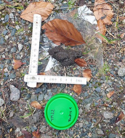 Manche Tiere "meiden" es lieber, ihren Kot direkt auf dem Waldboden abzusetzen. Stattdessen wurde das Häufchen zielsicher auf einer Plastikfolie platziert, um besonders viel Aufmerksamkeit zu erregen. Hier war ein Fuchs am Werk, der Losung zur Kommunikation mit Artgenossen platziert und um sein Revier abzustecken (Foto: FVA BW/Taubmann).