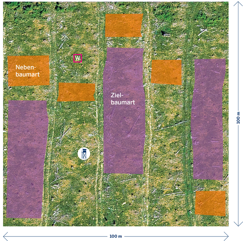  Beispielhaftes allgemeines Schema für eine extensive Pflanzung auf 30% der Schadfläche (1 ha, W = Weisergatter); dies wird im Wiederbewaldungskonzept durch ein konkretes Umsetzungsbeispiel mit verschiedenen Kennzahlen ergänzt. 
