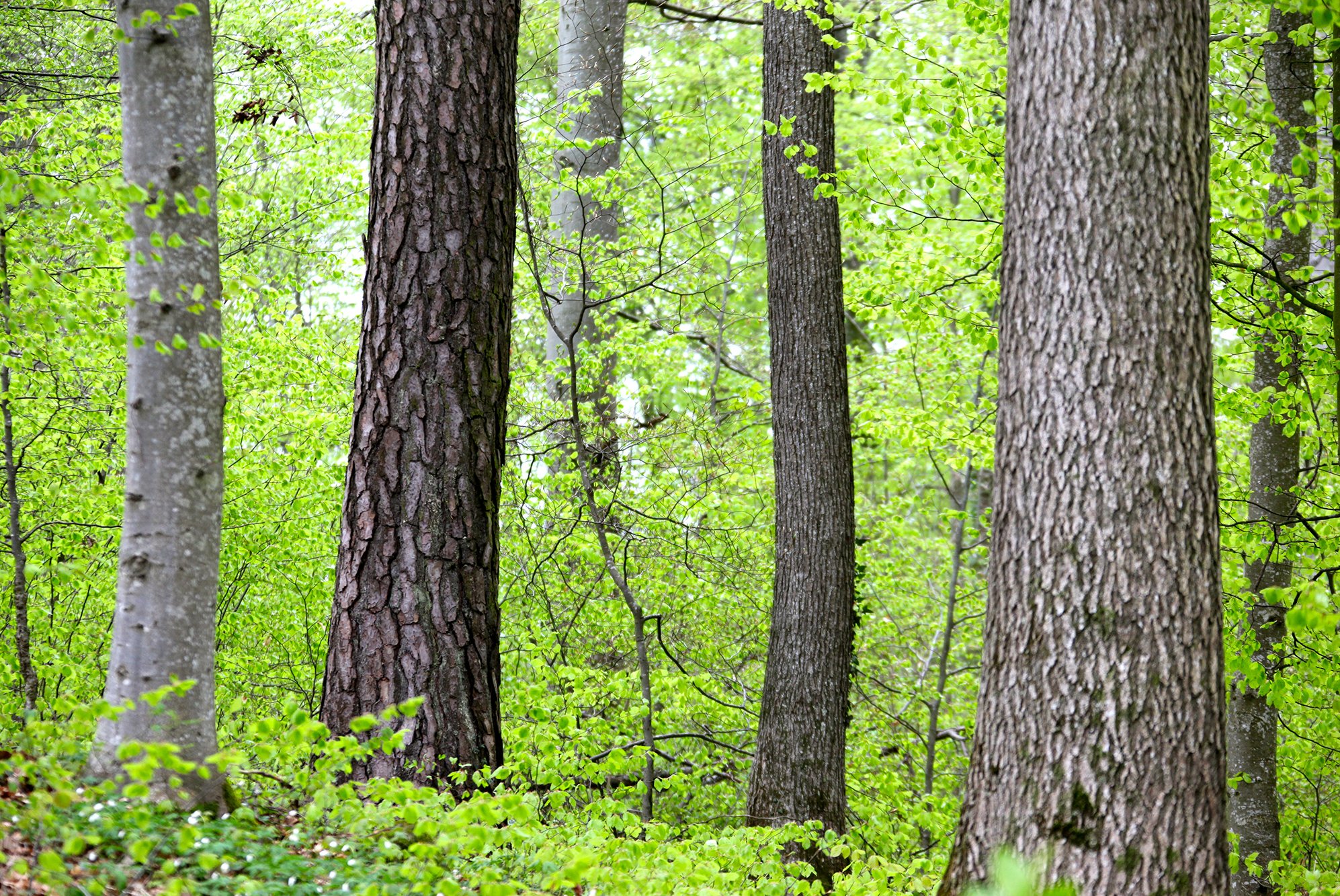 mixed woodland