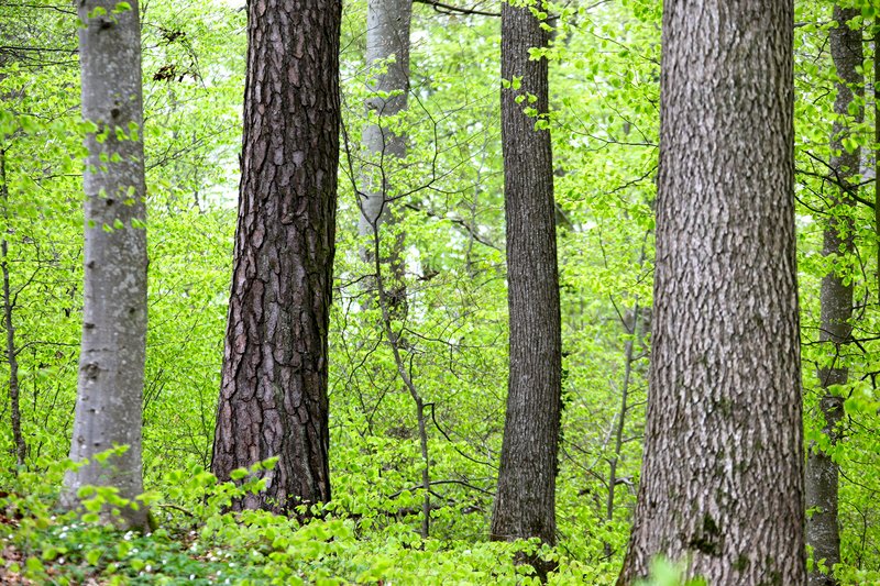 strukturreicher Mischwaldbestand