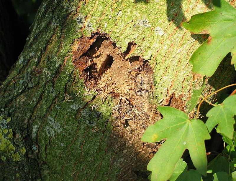 Ovaler Larvengang des Asiatischen Laubholzbockkäfers (Anoplophora glabripennis).