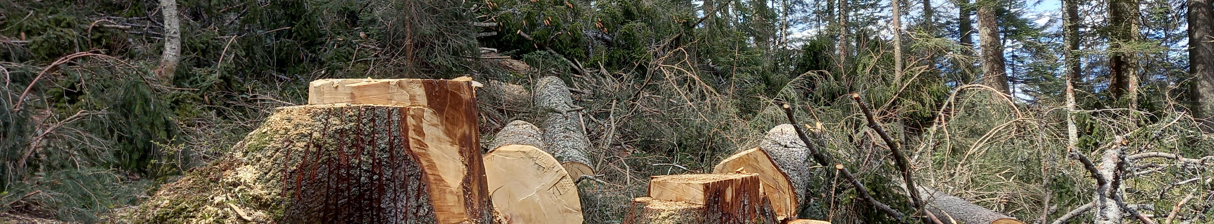 Einfluss der Holzernte auf die Vorverjüngung im Gebirgswald