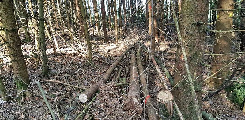 Leitergang mit vorgerrückten Stämmen