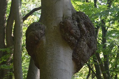 Tumor an der Buche