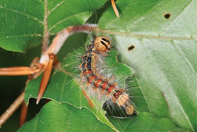 gypsy moth caterpillar