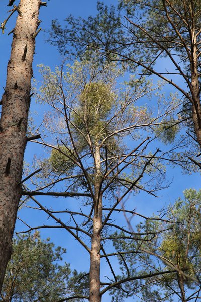 Mistelbefall an Kiefer, die dadurch eine nur noch sehr schüttere Krone aufweist (Foto: FVA BW/Burger).