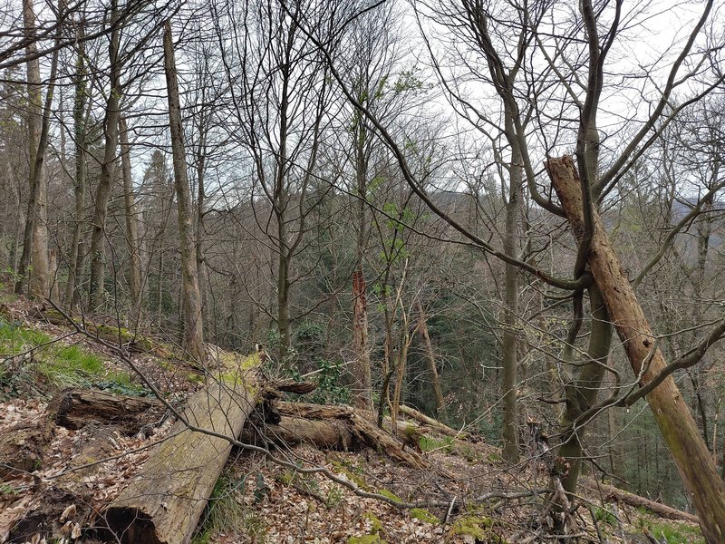 Schad- und Totholz sind Teil des Waldes