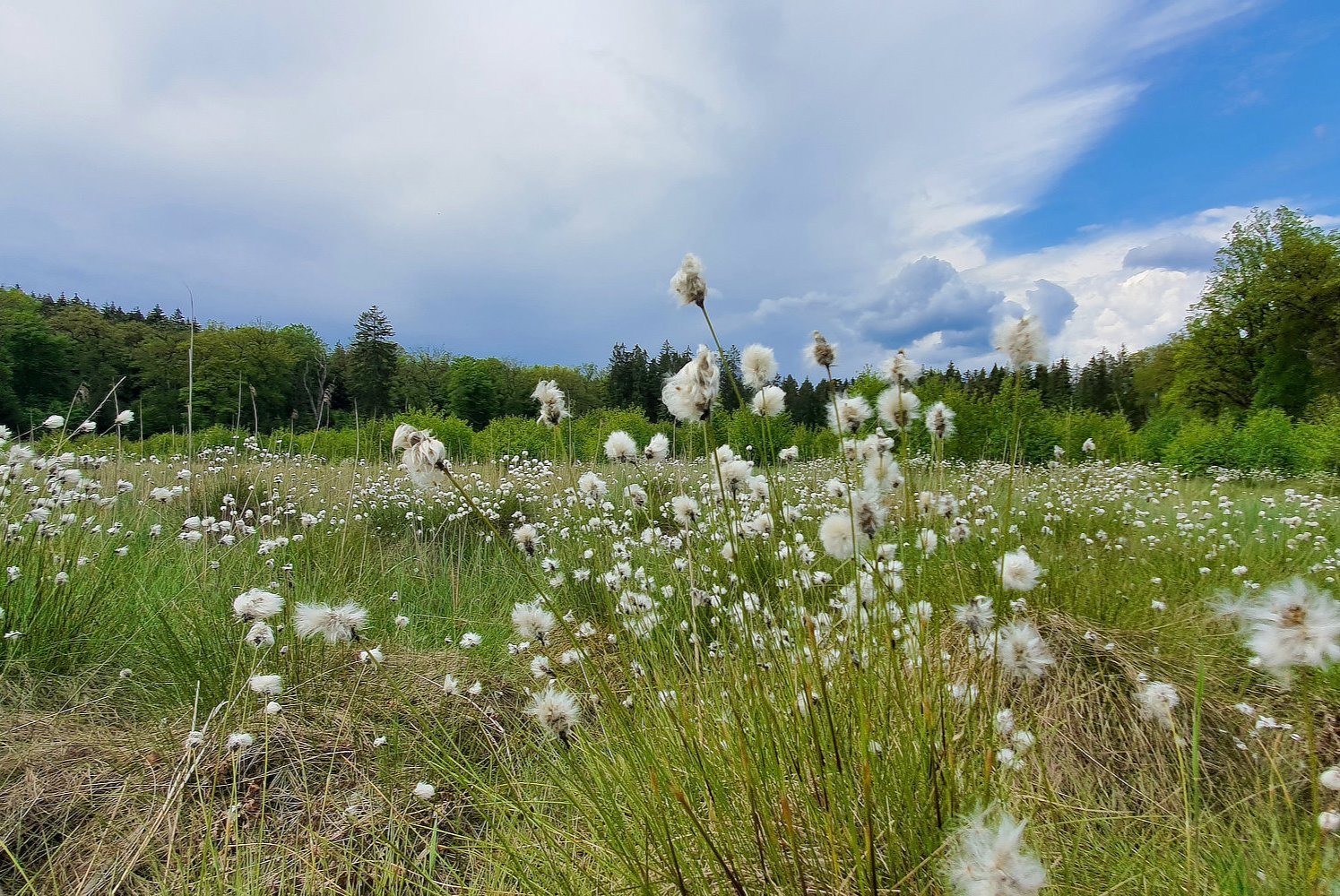 Teichwiese im Solling