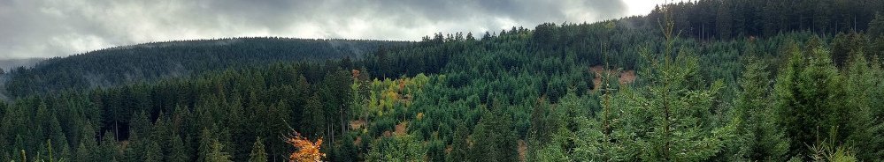 Wald und junge Bäume Wolken