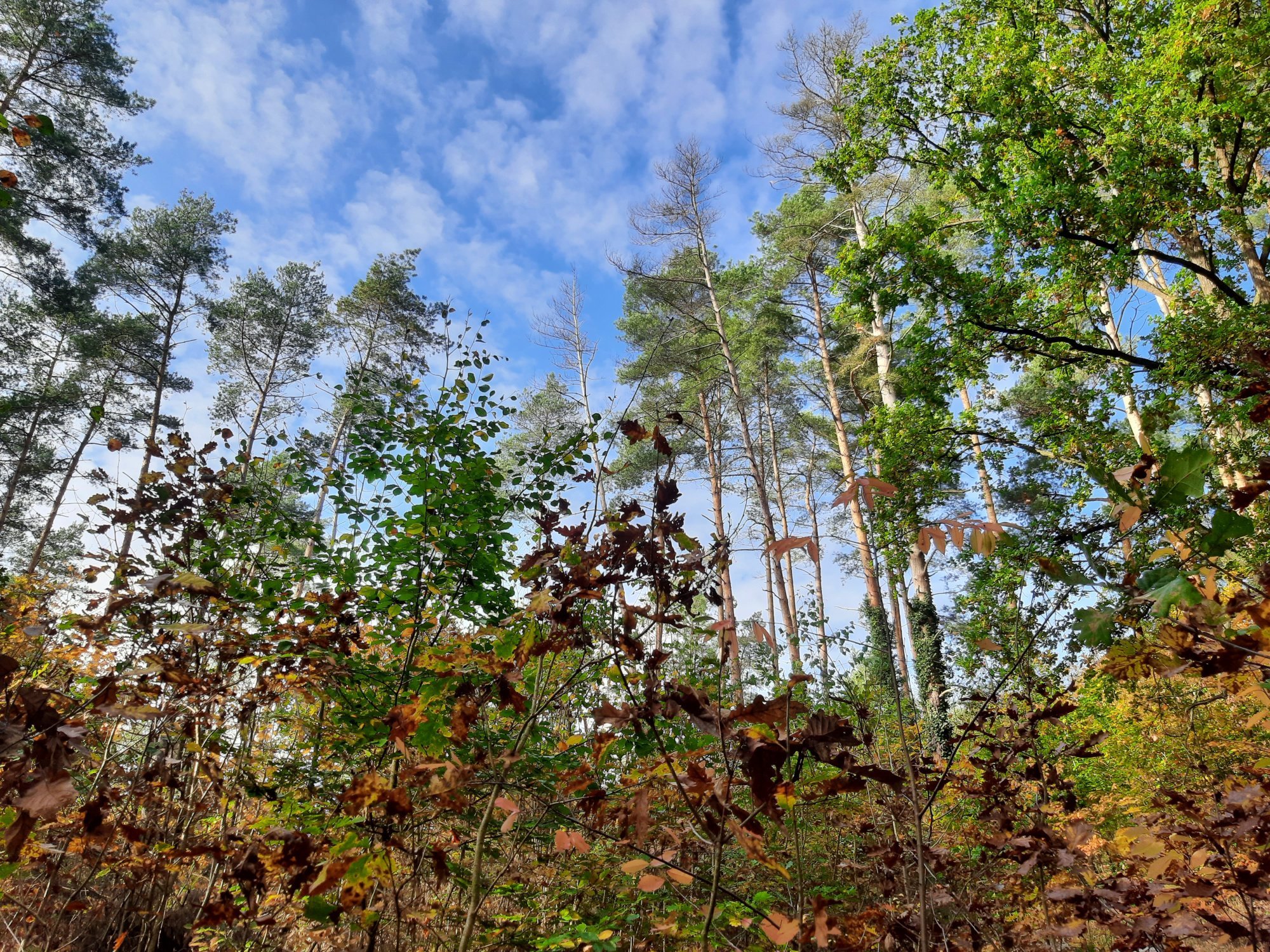 Keine guten Nachrichten ... Der Waldzustandsbericht 2024 für Brandenburg 1 Keine guten Nachrichten ... Der Waldzustandsbericht 2024 für Brandenburg