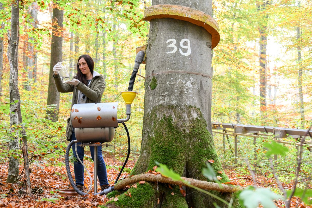 Probenehmerin Maria Militzer gewinnt eine Wasserproben des Stammablaufs einer Buchen an der Waldklimastation Freising für die spätere Laboranalyse. Dazu ist am Stamm der Buche eine Ablaufrinne angebracht, von der das Wasser in einen silbernen Sammelbehälter geleitet wird, aus dem sie das Probegefäß herausholt.