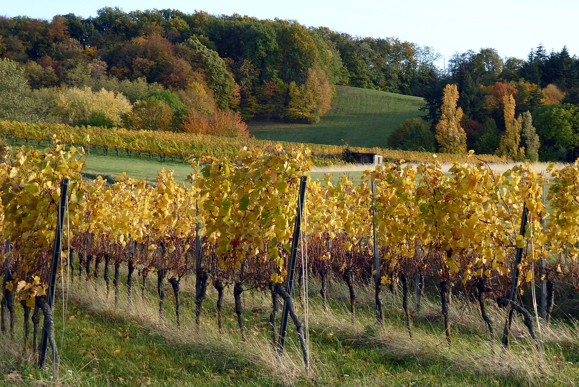 Naturnahe Landschaft im Kaiserstuhl: Reben und Buchen-Mischwald