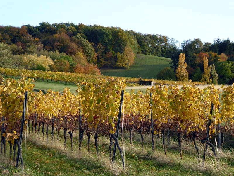 Naturnahe Landschaft im Kaiserstuhl: Reben und Buchen-Mischwald. Foto: H. Volk.
