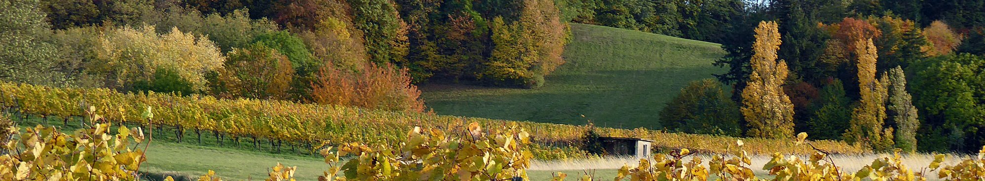 Naturnahe Landschaft im Kaiserstuhl: Reben und Buchen-Mischwald.