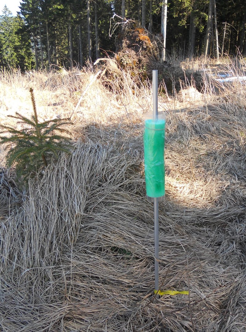Auf einer Freifläche am Waldrand steht ein frisch gepflanzter Sämling, der von einem grünen Wuchsschutz umgeben und mit einem Stab markiert ist. Die Pflanze befindet sich in einer von trockenem Gras bedeckten Fläche vor einem Nadelwaldbestand. Im Hintergrund sind ein umgestürzter Wurzelteller und einzelne Schneereste zu erkennen. Die Aufnahme dokumentiert die Auspflanzung eines jungen Gehölzes unter Freilandbedingungen.