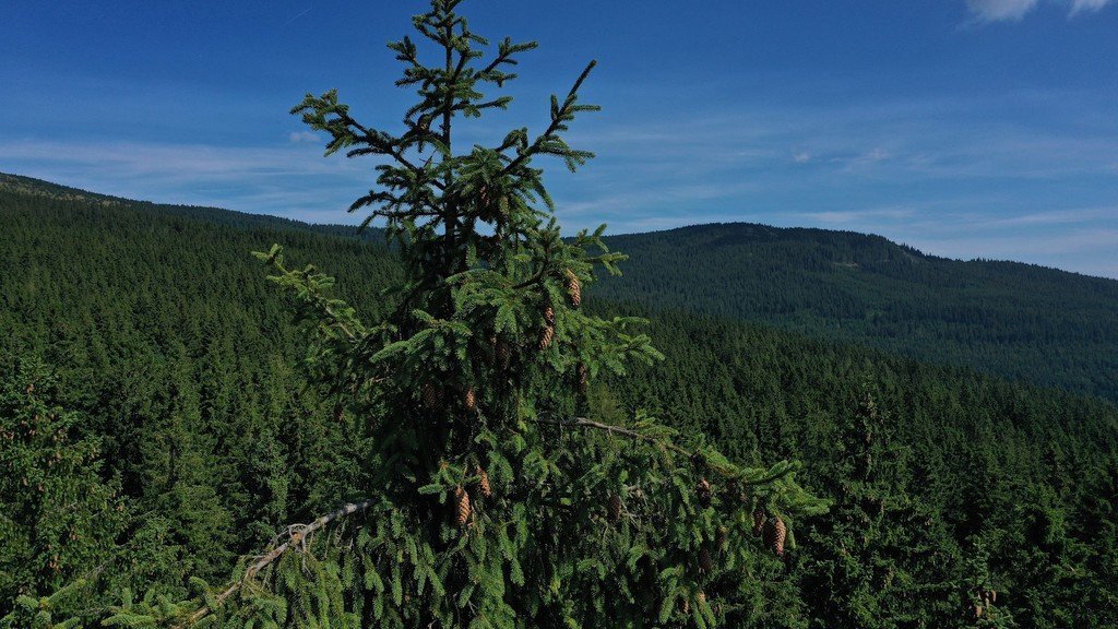 Pflanzweite und Holzqualität von Fichte 1 Pflanzweite und Holzqualität von Fichte