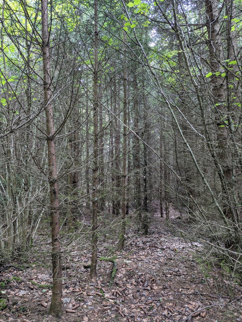 Dicht stehende Nadelbäume im jungen Alter sind oft noch bis zum Boden hin mit trockenen, abgestorbenen Ästen versehen. Diese können im Brandfall besonders intensiv und heiß brennen. Außerdem bilden sie mögliche Feuerleitern, damit ein Bodenfeuer zum Vollfeuer werden kann.