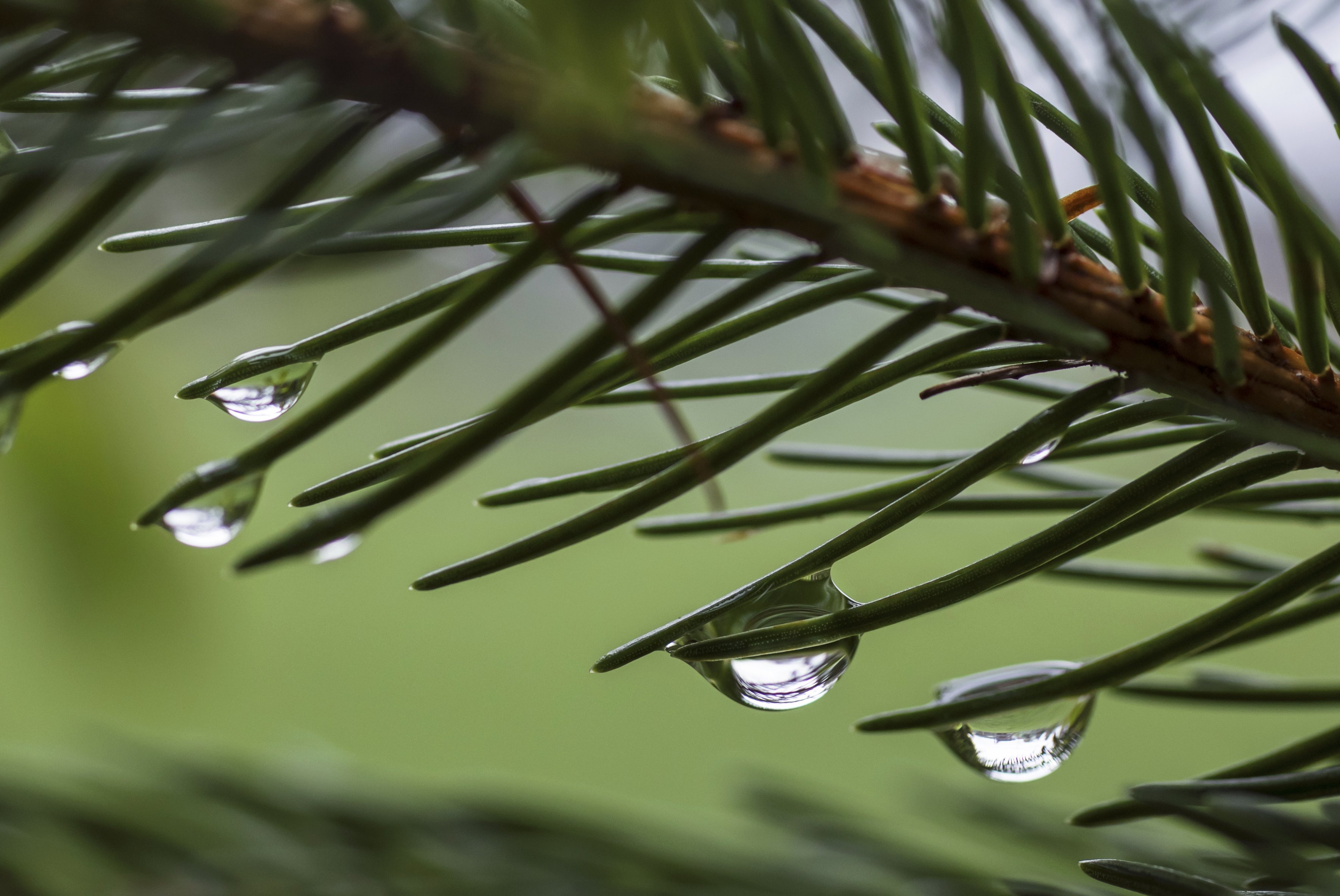 Regentropfen, Wasserkreislauf im Wald