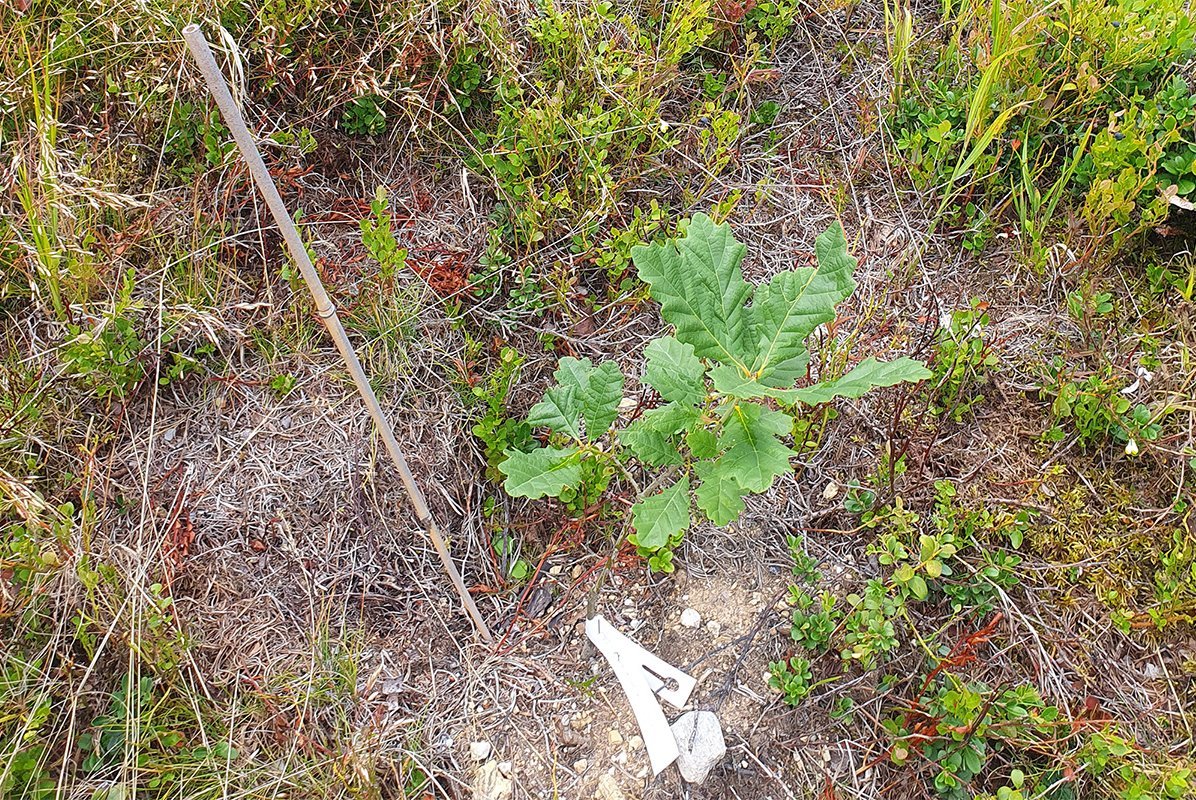 gepflanzte Traubeneiche bei Samedan