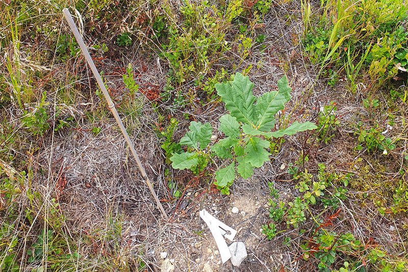 gepflanzte Traubeneiche