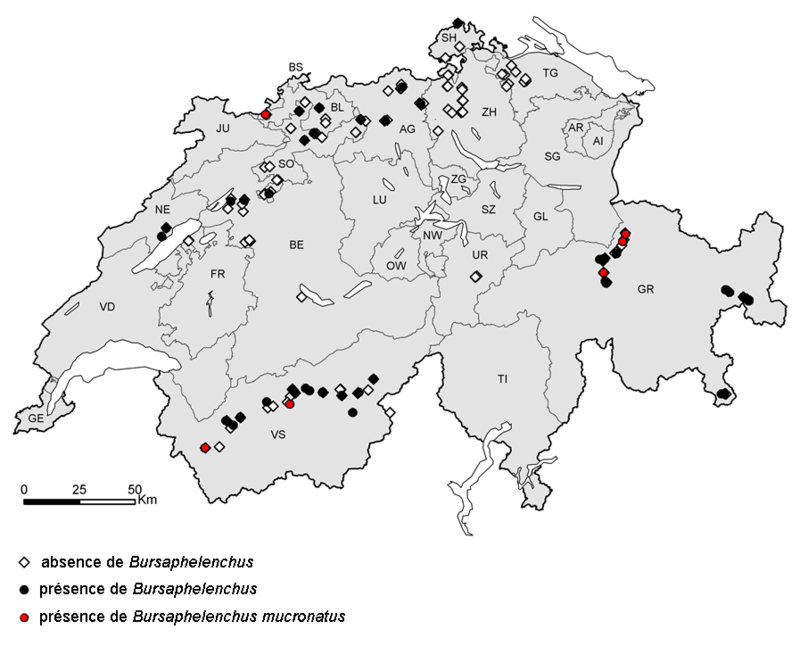 Monitoring du nématode du pin en Suisse (2010-2011) Monitoring du nématode du pin en Suisse (2010-2011)