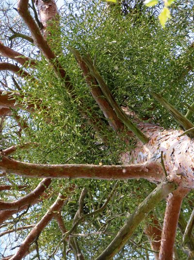 Eine stark mit Mistel befallene Waldkiefer