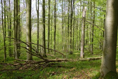 Sweet woodruff-beech forest
