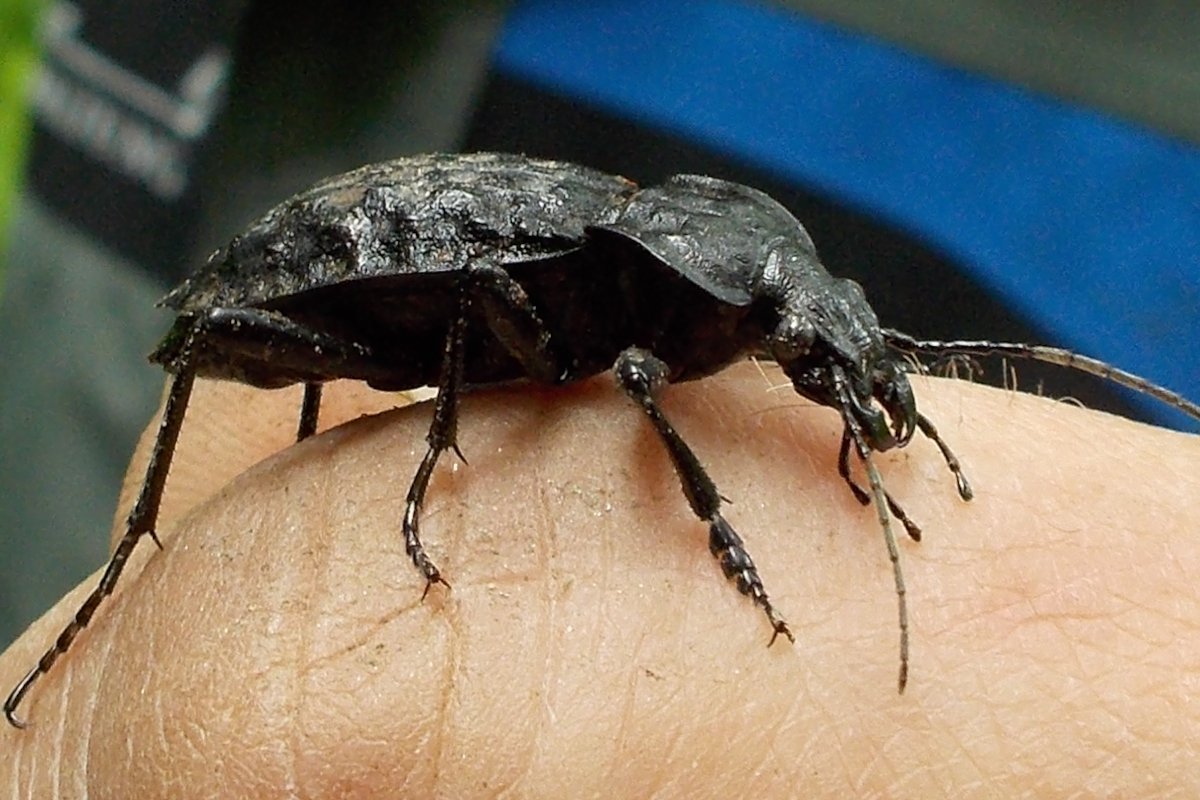 Der Grubenlaufkäfer: Wächter über Südbayerns Waldbäche