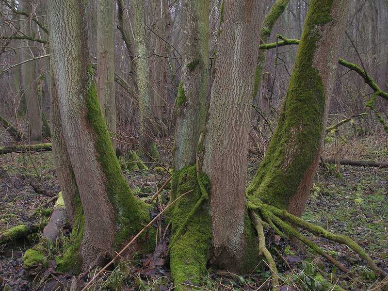 Eschen-Stockausschlag