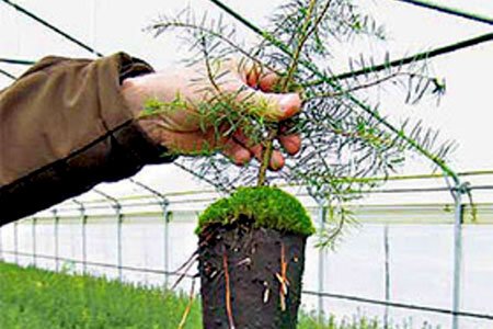 Containerpflanzen - Alternative zu wurzelnackten Pflanzen - waldwissen.net