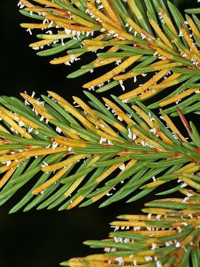 Close-up of needles infected by Chrysomyxa rhododendri