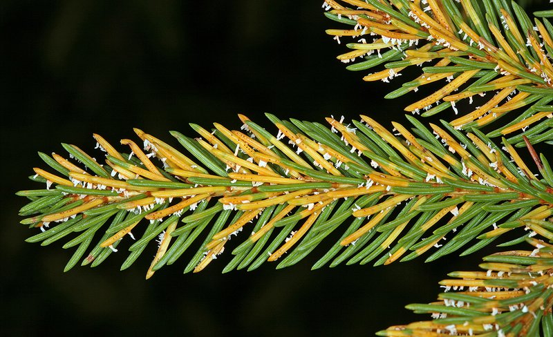 Close-up of needles infected by Chrysomyxa rhododendri