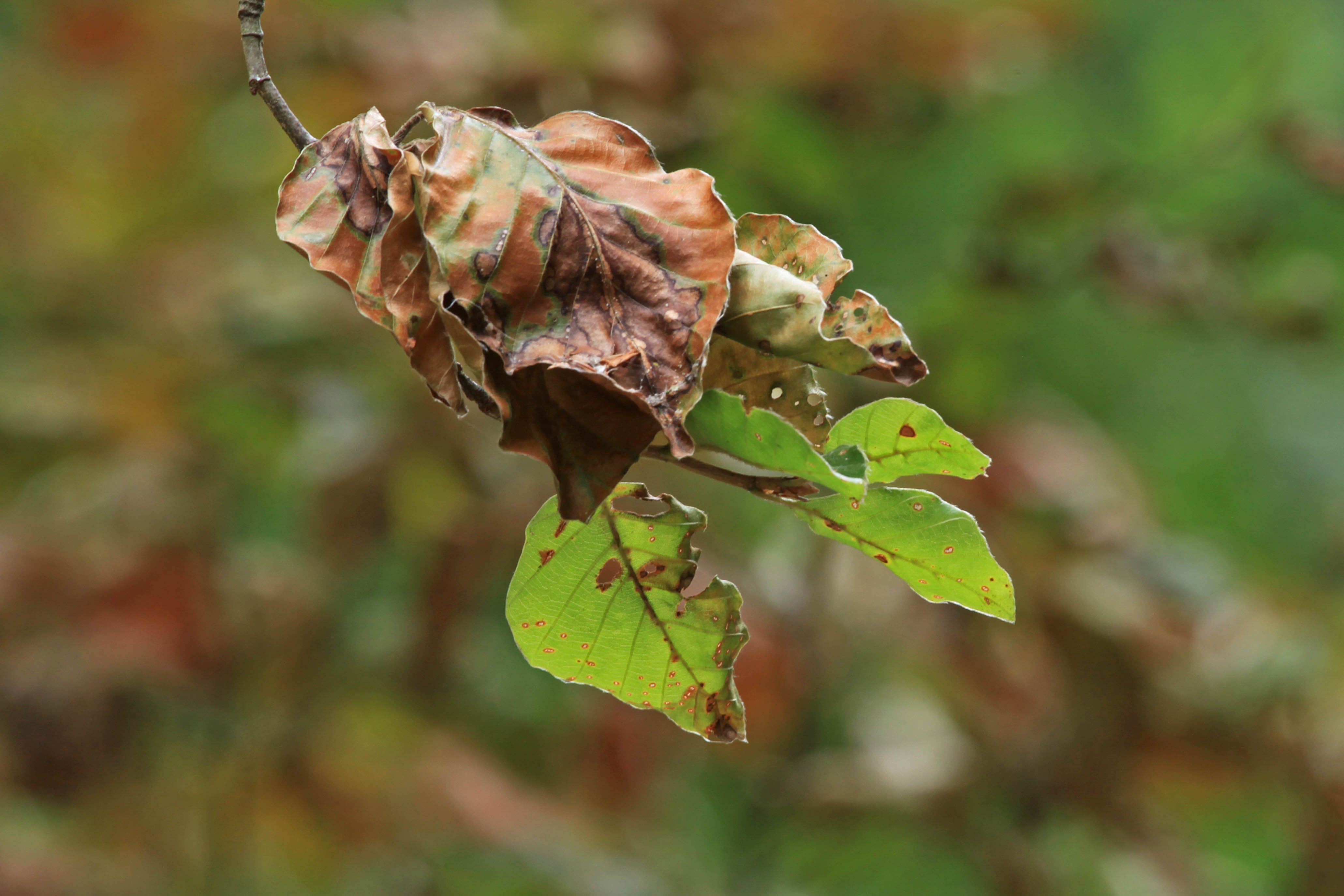 Auswirkungen der Dürre 2018 auf die Buche und ihre Herbivoren 1 Auswirkungen der Dürre 2018 auf die Buche und ihre Herbivoren