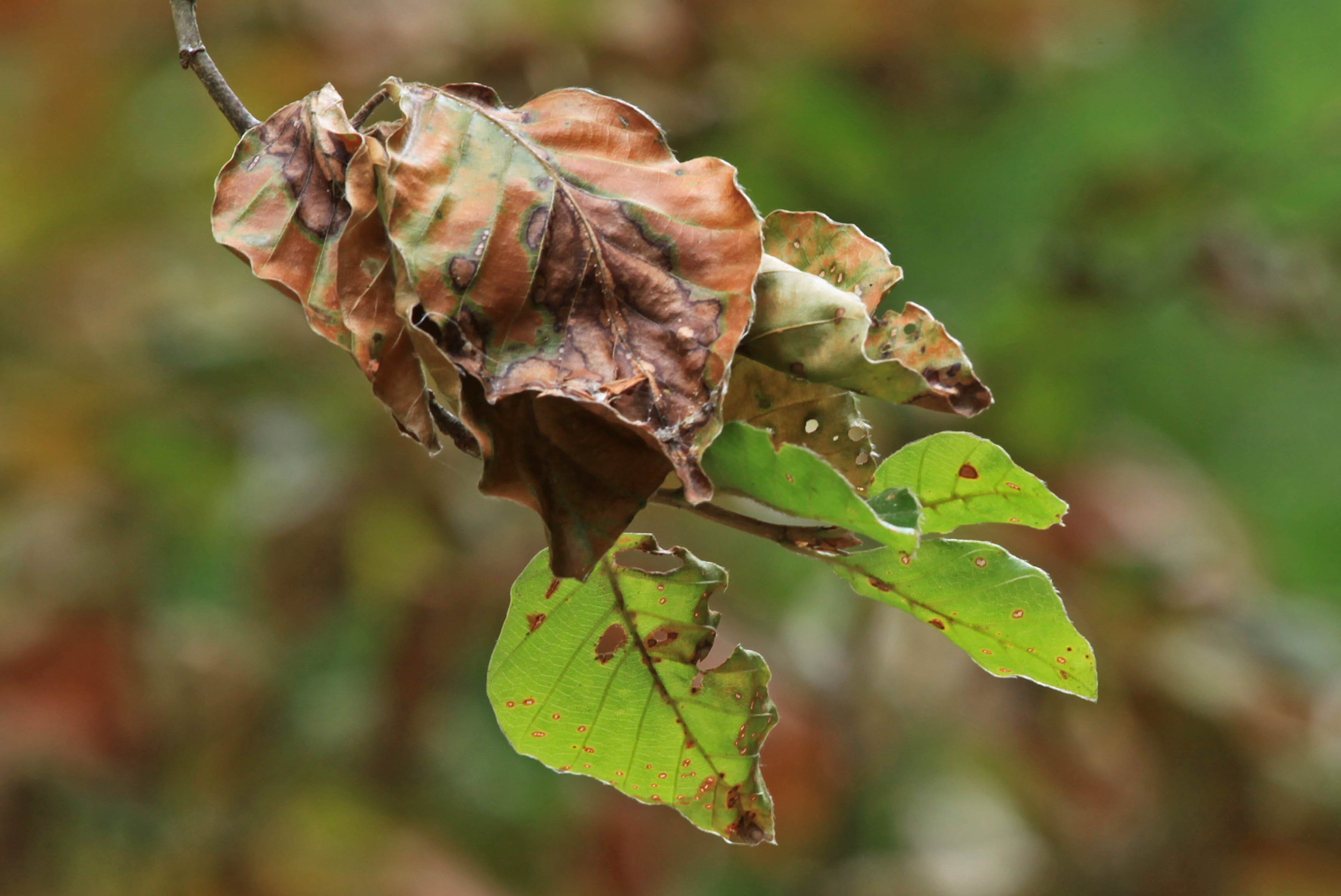 Blattschaden an Buche