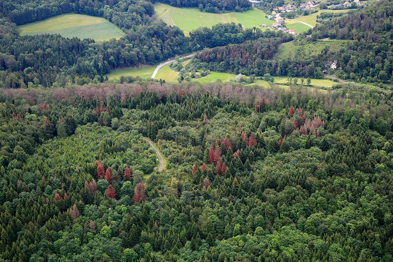 Dürre Buchen und abgestorbene Fichten im Jura