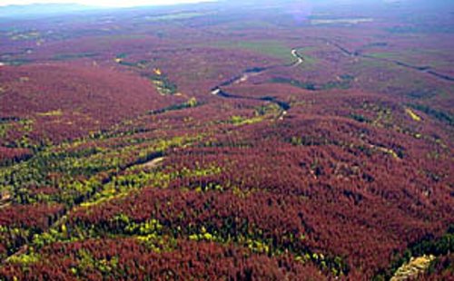 Frischer Befall (&quot;red attack&quot;) durch den Bergkiefernkäfer