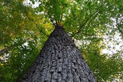 Im Zuge von Klimaveränderungen kann ein Baumartenwechsel dazu beitragen, die Waldbestände zu stabilisieren. Durch die Ergänzung des bestehenden Baumartenspektrums lässt sich das Risiko auf unterschiedliche Mischbaumarten verteilt.