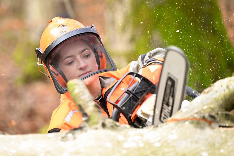 Ein gefällter Laubbaum wird von einer Forstwirtin mit der Motorsäge entastet