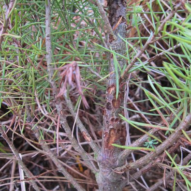 kleine Nadelholzpflanze mit platzweisen Fraßspuren