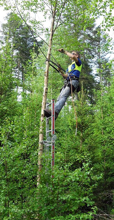 Wertästung an Birken mit dem Distel-Leitersystem.