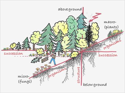 The presence of diverse species and structures above and below ground increases soil stability