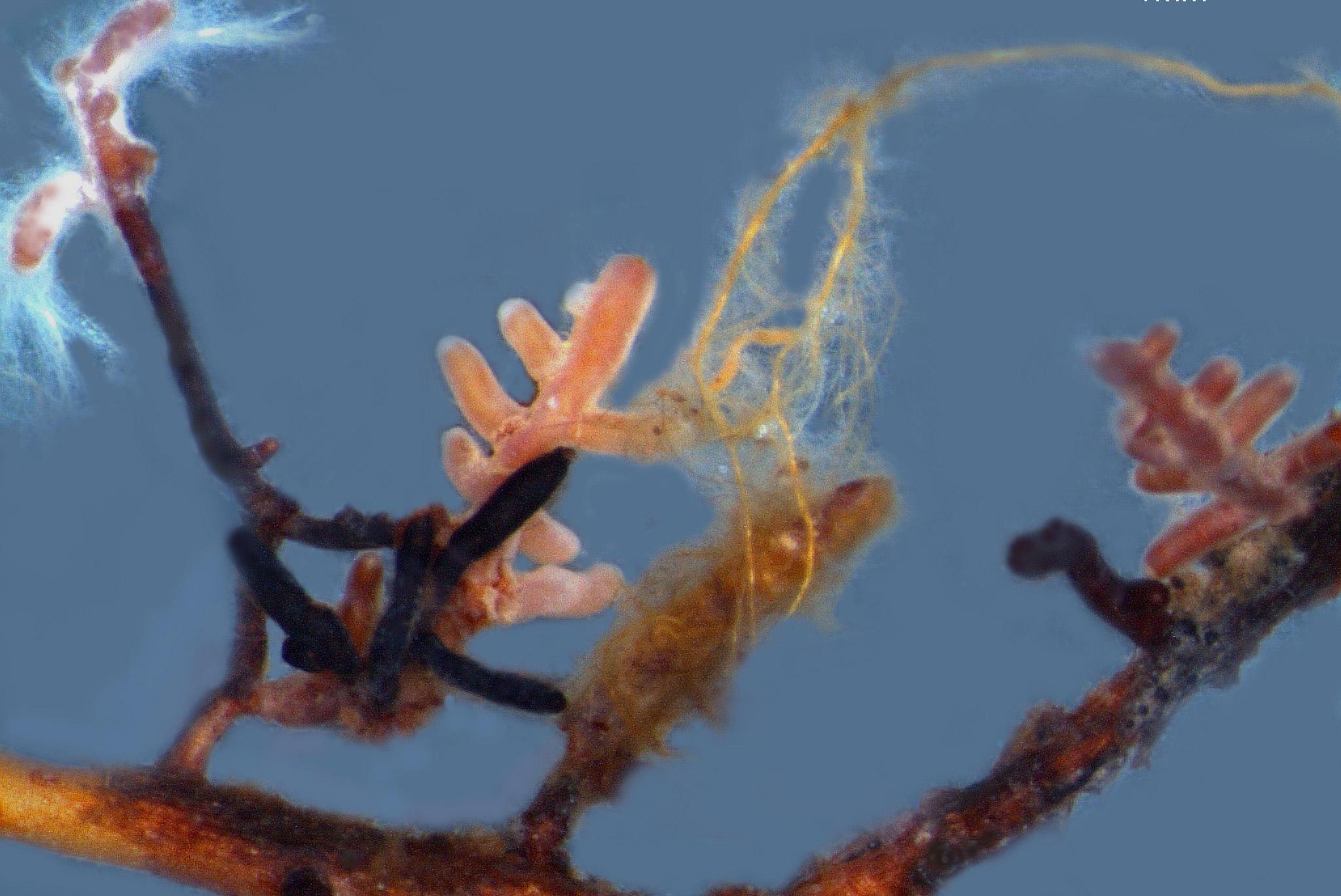 Mykorrhizapilze an einer Wurzel. © Sylvia Hutter, WSL