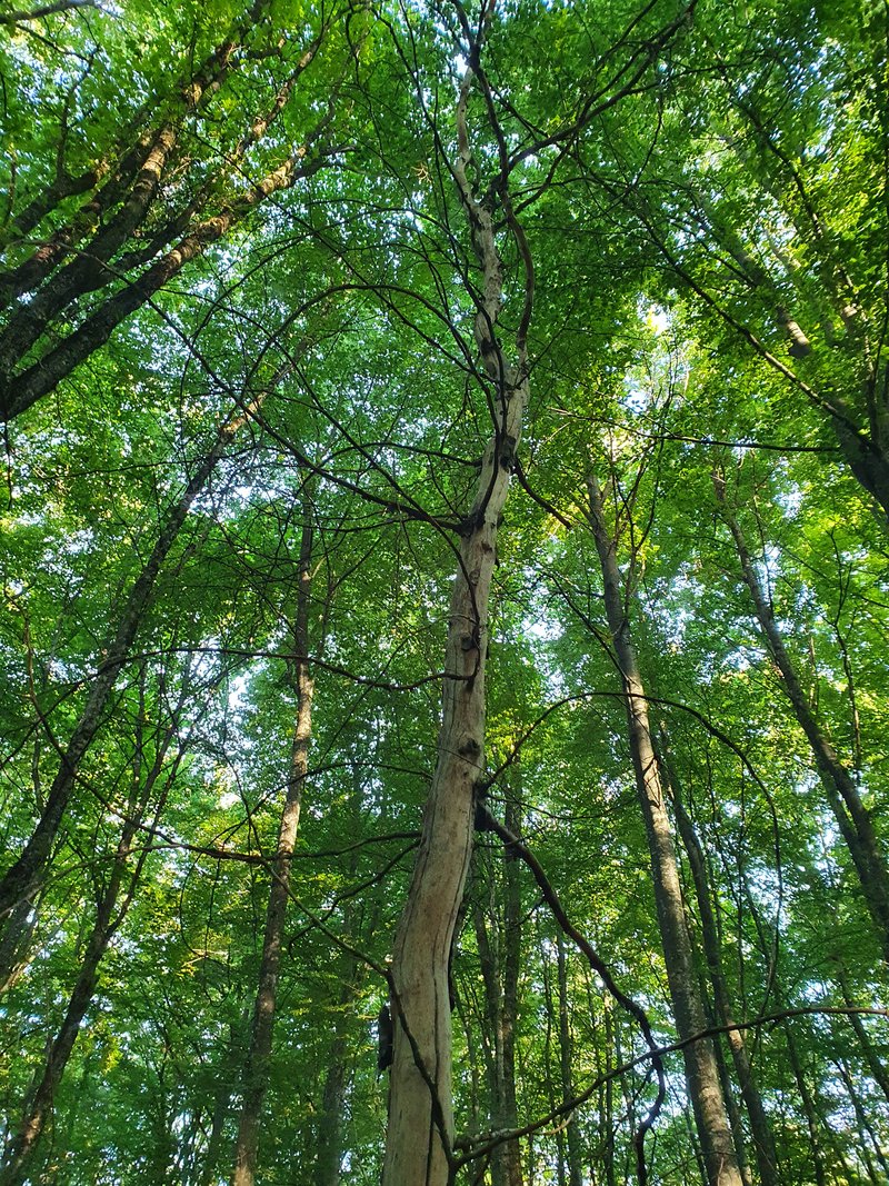  Vor allem unter großem Konkurrenzdruck stehende Bäume der Unterschicht waren in den Bannwäldern von Mortalität betroffen. (Foto: David Bucher)