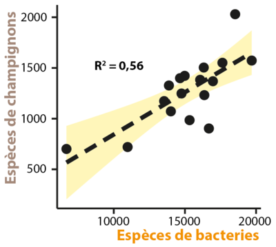Figure Relation entre le nombre d’espèces de champignons et de bactéries
