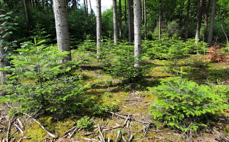 Mehrere kleine Tannenpflanzen im Wald